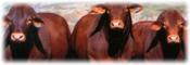farm insurance